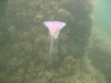 jelly1.jpg